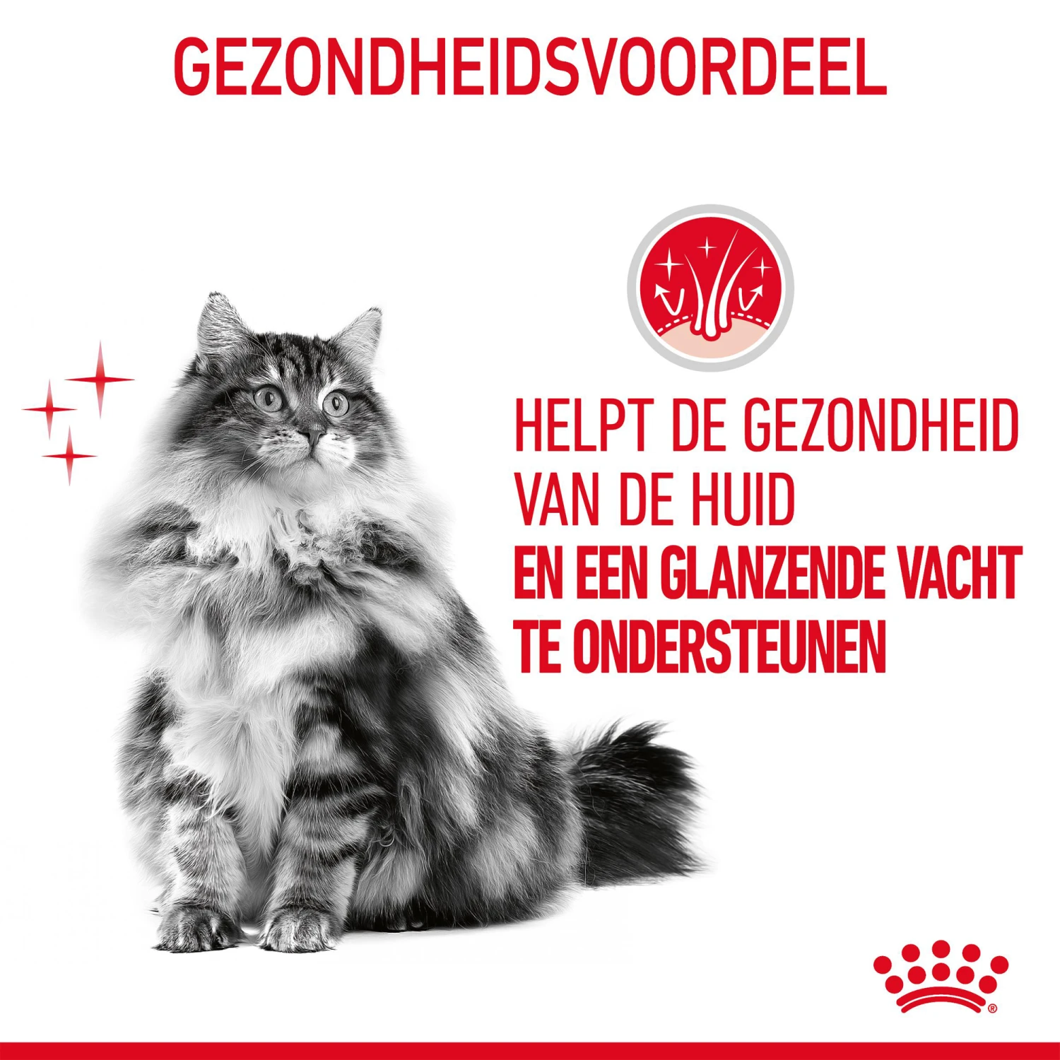 Royal Canin Hair & Skin In Gravy - Kattenvoer - Afbeelding 8