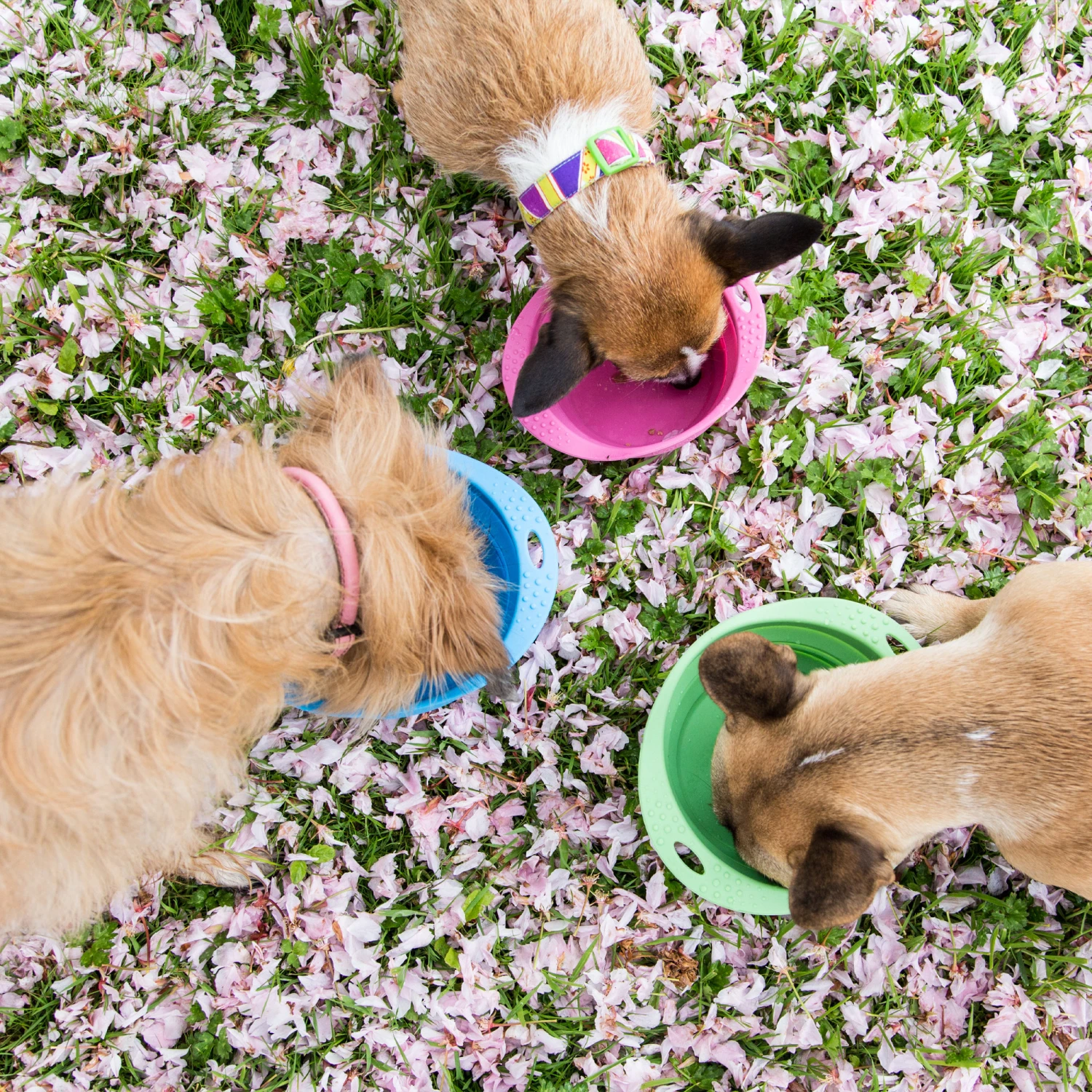 Beco Travel Bowl - Afbeelding 10