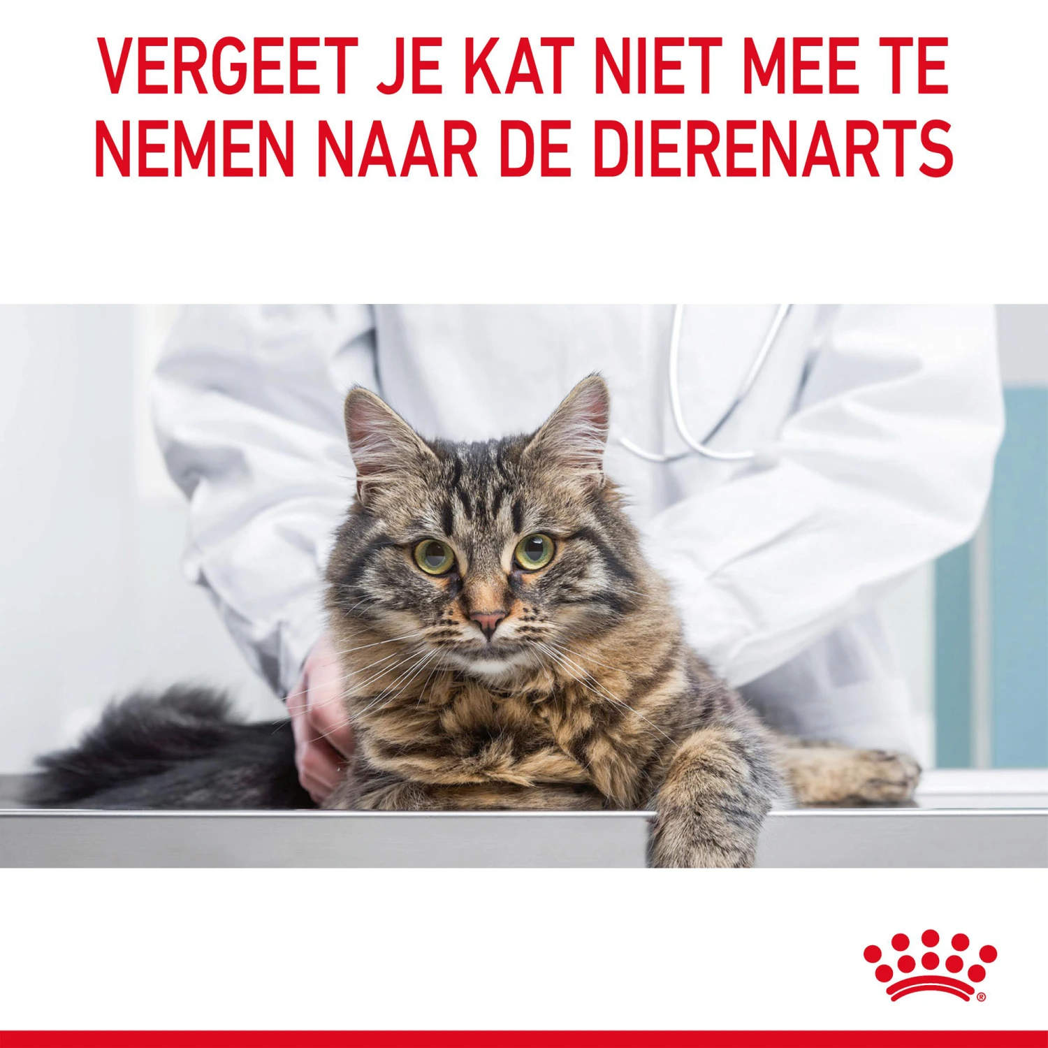 Royal Canin Hair & Skin In Gravy - Kattenvoer - Afbeelding 11