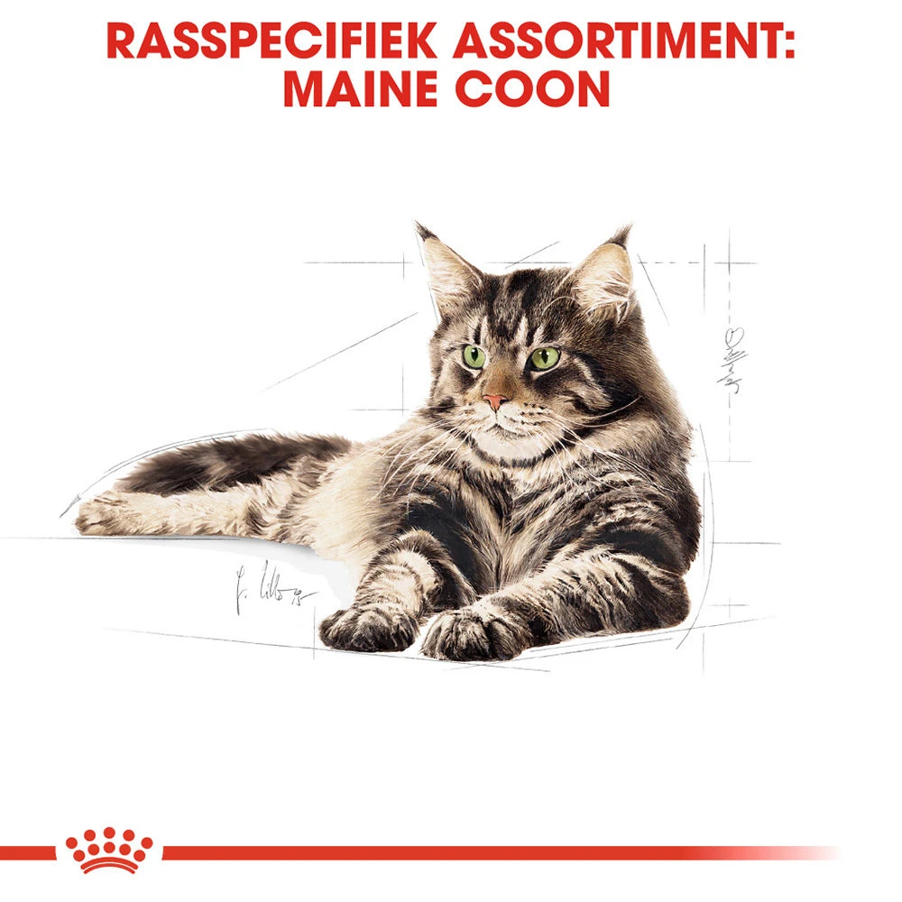 Royal Canin Maine Coon Adult Wet - Kattenvoer - Afbeelding 5