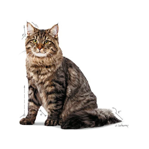 Royal Canin Urinary Care In Jelly - Kattenvoer - Afbeelding 4
